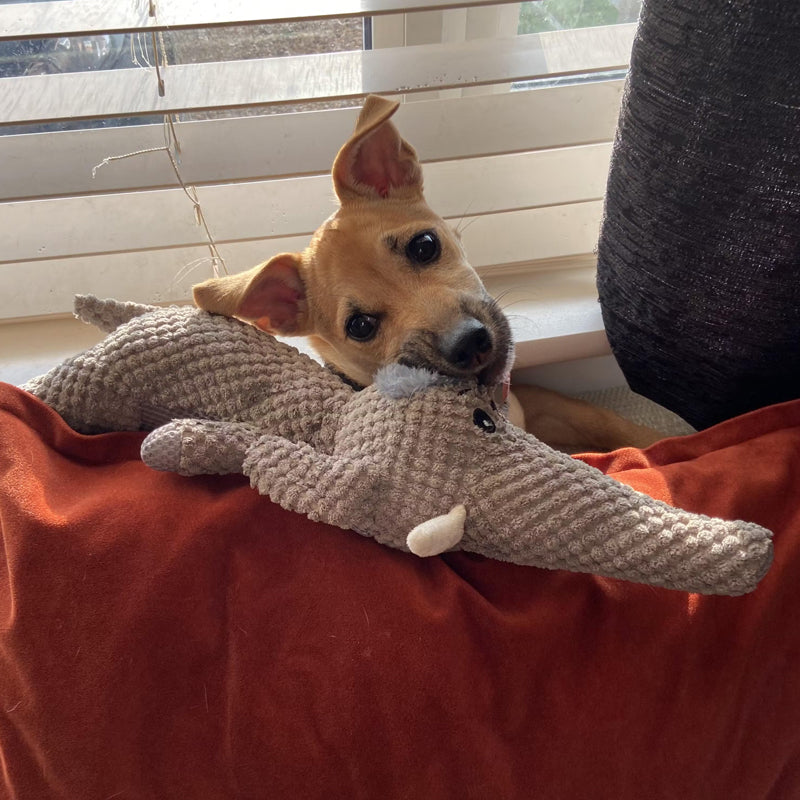 Onverwoestbaar Honden Kauwspeelgoed – Extra Sterk & Duurzaam